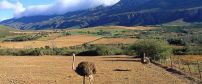Oudtshoorn Ostriches